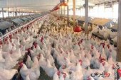 نوسان قیمت مرغ در بازار/نرخ هر کیلو مرغ ۱۴ هزار و ۵۰۰ تومان