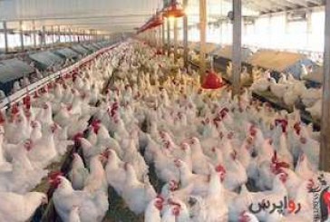 نوسان قیمت مرغ در بازار/نرخ هر کیلو مرغ ۱۴ هزار و ۵۰۰ تومان