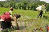 افزایش ۴ برابری سطح کشت برنج در استان‌های جنوبی / قیمت برنج پایین می‌آید .