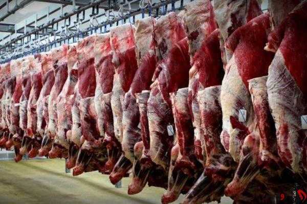 افزایش قیمت دام به بالای ۵۰ هزار تومان کذب است / نرخ هر کیلو شقه گوسفندی ۱۰۵ هزار تومان