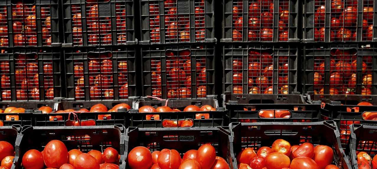 سبقت گوجه فرنگی در کورس افزایش قیمت ( یادداشت هما همت خواه )