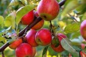 آغاز خرید سیب درختی درجه سه با قیمت کیلویی ۸۰۰ تومان