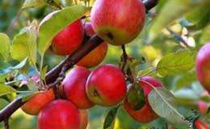 آغاز خرید سیب درختی درجه سه با قیمت کیلویی ۸۰۰ تومان