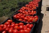 جدیدترین قیمت گوجه‌فرنگی/ شماره تلفن اعلام گران‌فروشی در خرده فروشی‌ها