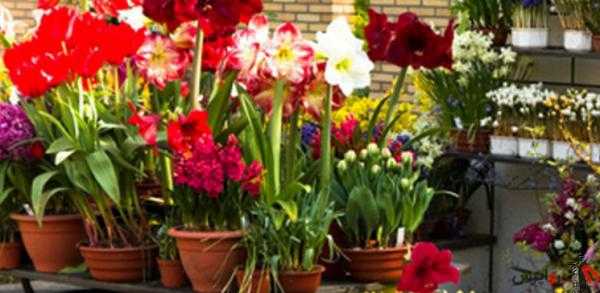 تخفیف ۵۰ درصدی برای مقابله با رکود/ کاهش ۸۰ درصدی خرید گل/ گلفروش‌ها، گل‌ها را دور می‌ریزند
