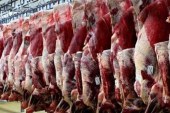 13 هزارتن گوشت از دامداران کشور برای ذخیره استراتژیک خریداری می‌شود