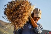 افزایش ۲۳ درصدی تولید بذر گندم در کشور