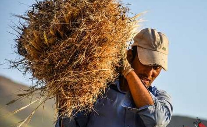 افزایش ۲۳ درصدی تولید بذر گندم در کشور