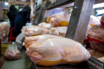 توزیع مرغ منجمد در سراسر کشور با قیمت مصوّب