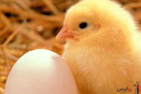 کاهش ۲۵درصدی تولید تخم مرغ/دولت در تهیه واکسن آنفلوانزا کمک کند