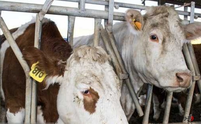 به‌نژادی گاوها با هدف خودکفایی در تولید محصولات لبنی و گوشت
