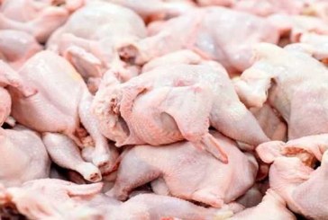 گرانی مرغ در عین تولید مازاد بر مصرف/ تولید روزانه ۷۵۰۰ تن مرغ در کشور