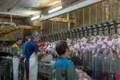 مرغ با قیمت مصوب عرضه می شود/ تخلف از کشتارگاه تا واحدهای صنفی