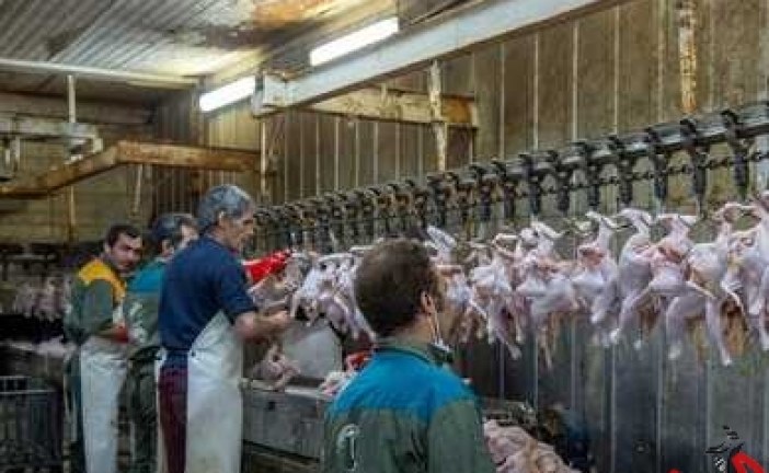 مرغ با قیمت مصوب عرضه می شود/ تخلف از کشتارگاه تا واحدهای صنفی