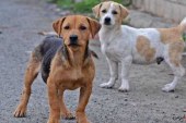 شناسایی ۸ مورد کرونای سگی ؛ در مالزی جدیدترین ویروس کرونا احتمالا از سگ‌ها می‌آید