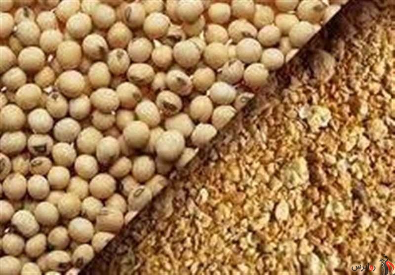 ایران ۳۰۰ هزار تن ذرت و ۲۴۰ هزار تن آرد سویا برای خوراک دام خرید