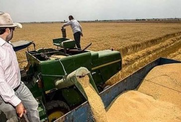 تولید گندم سال آینده به 10 میلیون تن می‌رسد/ خودکفایی در شکر و پنبه در دولت سیزدهم
