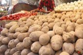 قیمت سیب‌ زمینی در مشهد طی روزهای آینده کاهش می‌یابد