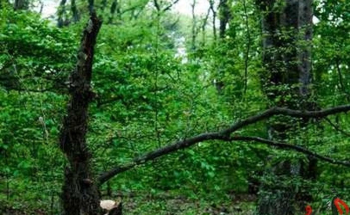 اجرای طرح جایگزین تنفس جنگل ها از اول فروردین ماه ۱۴۰۱