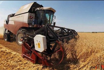 معاون وزیر جهاد کشاورزی: میزان خرید گندم به ۶ میلیون تن می رسد