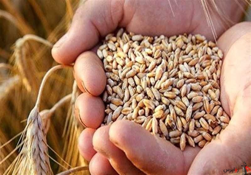 افت شدید نرخ جهانی گندم/ گندم خارجی به قیمت خرید تضمینی گندم ایرانی رسید