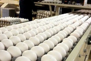 رشد 5 درصدی تولید تخم مرغ و کاهش 60 درصدی واردات سویا پس از حذف ارز 4200 تومانی