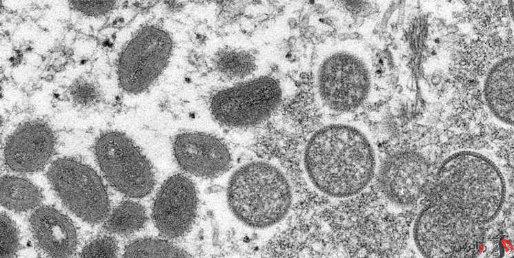 ویروس‌ها به سیستم ایمنی انسان درس می‌دهند