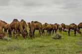 عرضه سالانه ۵ هزار تن گوشت شتر/ ایران امکان افزایش پرورش شتر در اراضی بیابانی را دارد