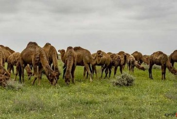 عرضه سالانه ۵ هزار تن گوشت شتر/ ایران امکان افزایش پرورش شتر در اراضی بیابانی را دارد