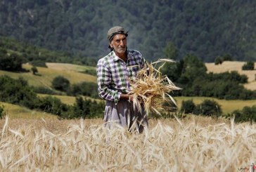 معاون وزیر جهاد کشاورزی: ایران از خودکفایی مطلق به مازاد تولید گندم می‌رسد