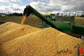 افزایش تولید 7 میلیون تن گندم در دولت سیزدهم